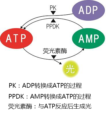 PD-30配套试剂——LuciPac A3系列