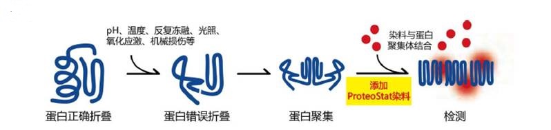 ProteoStat® 蛋白聚集检测