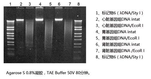 ISOTISSUE