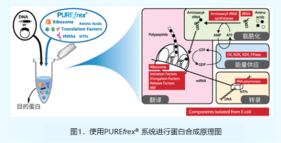 重组无细胞蛋白合成系统