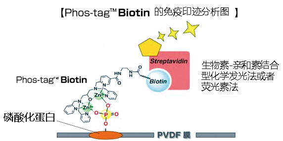 Phos-tag™ 生物素