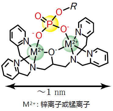 Phos-tag™ 生物素