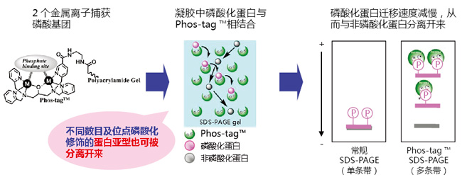 Phos-tag™ 生物素