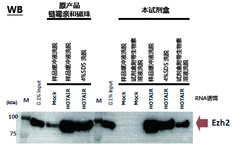 MagCapture™ RNA Pull Down检测试剂盒