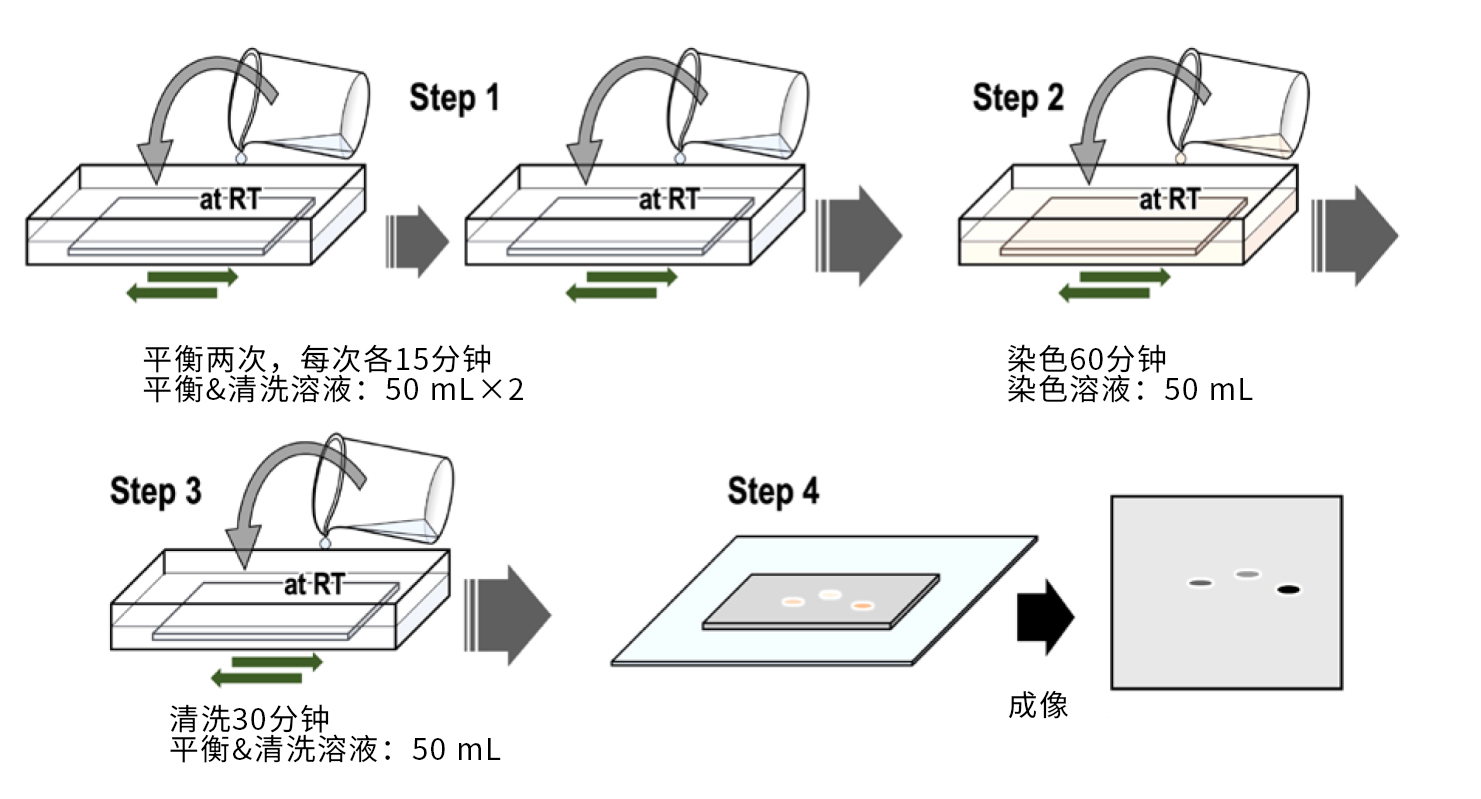 Phos-tag™ 凝胶荧光染料