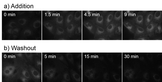 CytoSeeing（Reversible Cytoplasm Blue）