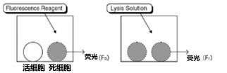 医药品毒性实验“动物实验替代法”