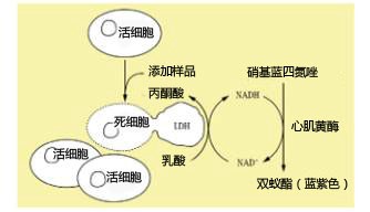 医药品毒性实验“动物实验替代法”