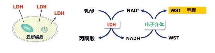 医药品毒性实验“动物实验替代法”