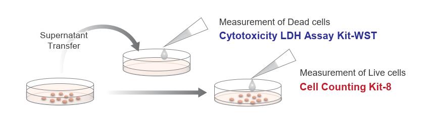 细胞活性/毒性双重检测试剂盒——Viability/Cytotoxicity Multiplex Assay Kit货号：CK17