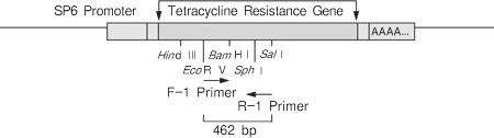 PrimeScript&trade; II High Fidelity One Step RT-PCR Kit