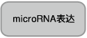 microRNA定量（qRT-PCR）