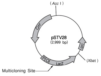 pSTV28 DNA