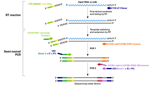 SMARTer Human TCR a/b Profiling Kit v2