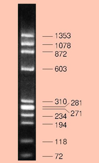 φ X174 -Hae III digest