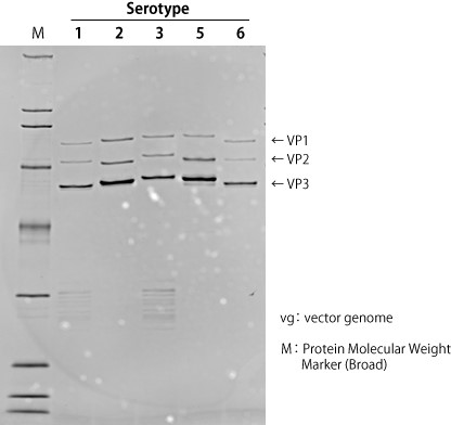 AAVpro&reg; Purification Kit (All Serotypes)