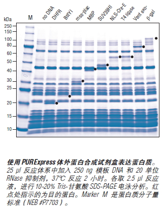 PURExpress® 体外蛋白合成试剂盒            货   号                  #E6800L