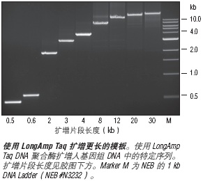 LongAmp® Taq DNA 聚合酶                 货   号                  M0323L