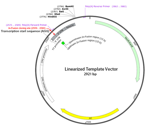 Takara IVTpro&trade; mRNA Synthesis System