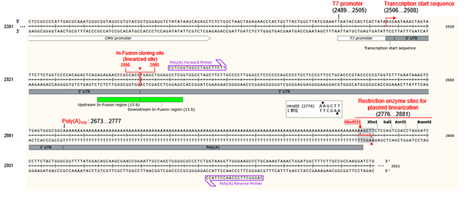 Takara IVTpro&trade; mRNA Synthesis System