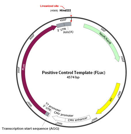 Takara IVTpro&trade; mRNA Synthesis System