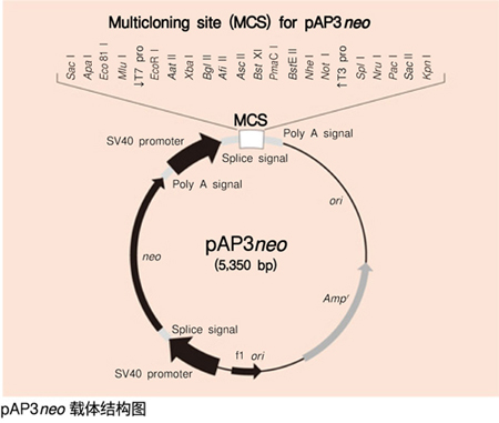 cDNA Library,Mouse Pancreas