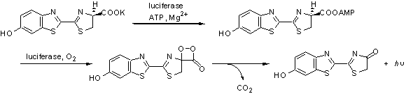 分析用試薬: ルシフェラーゼ用基質 D-Luciferin K salt | CAS 115144-35-9 同仁化学研究所